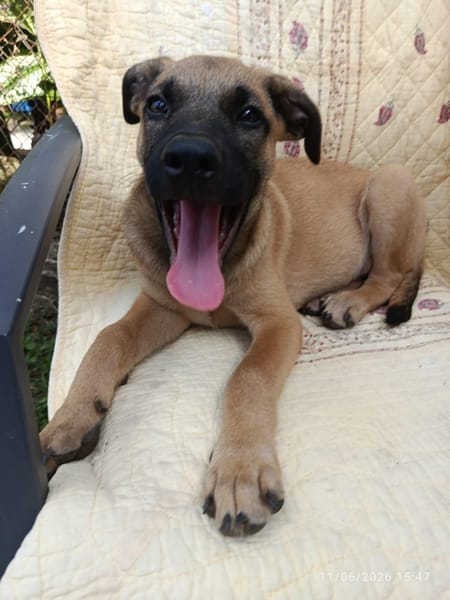 WILDER, chiot mâle Berger Créole