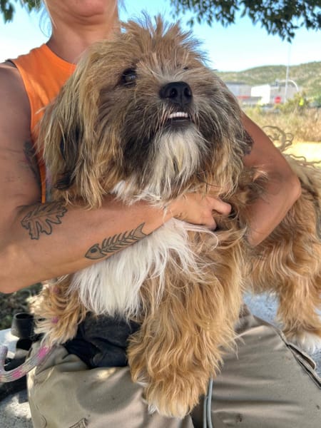 LEON, adorable petit chien