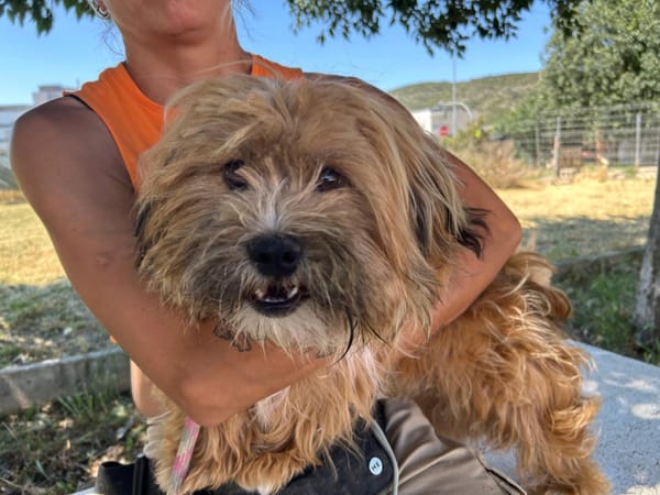 LEON, adorable petit chien
