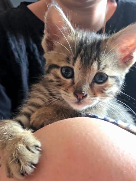 MILO