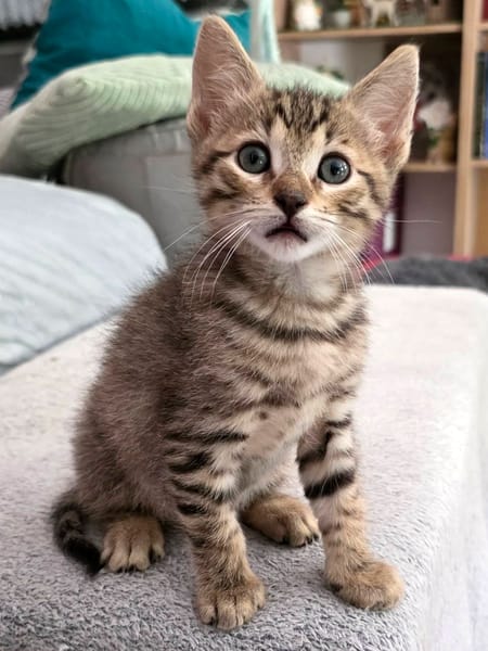 MILO