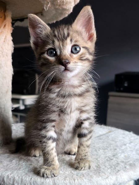 MILO