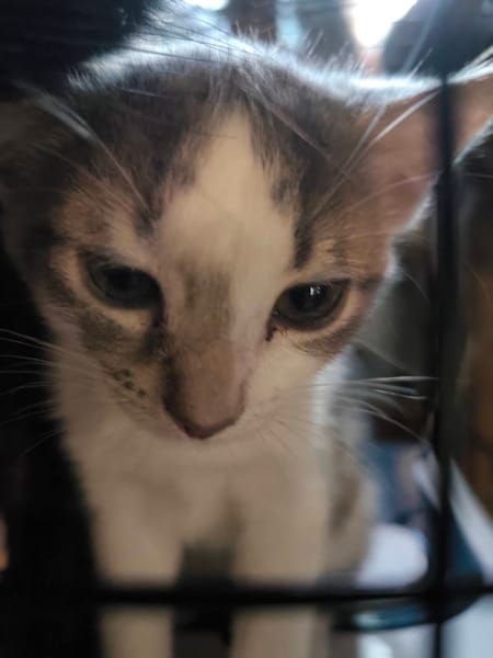 BELLA°°