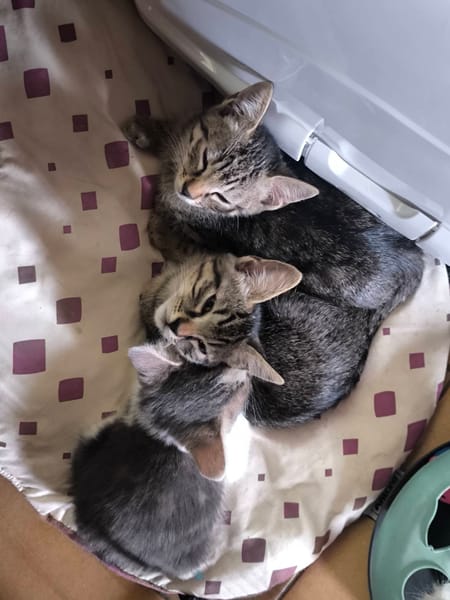 BELLA°°