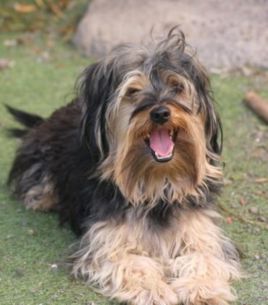 Unser Schnuckelchen  TOBY