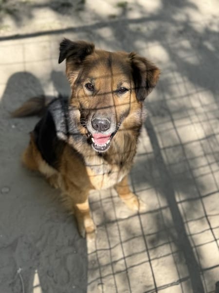 Hektor-Sensibler Deutscher Schäferhund-M