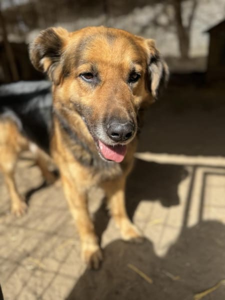Hektor-Sensibler Deutscher Schäferhund-M