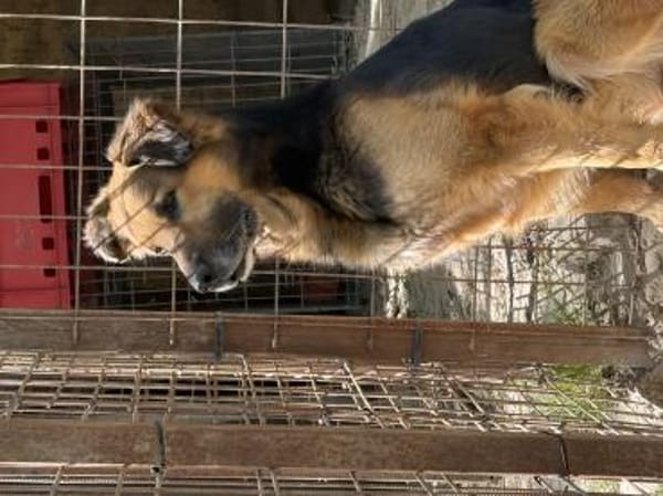 Hektor-Sensibler Deutscher Schäferhund-M