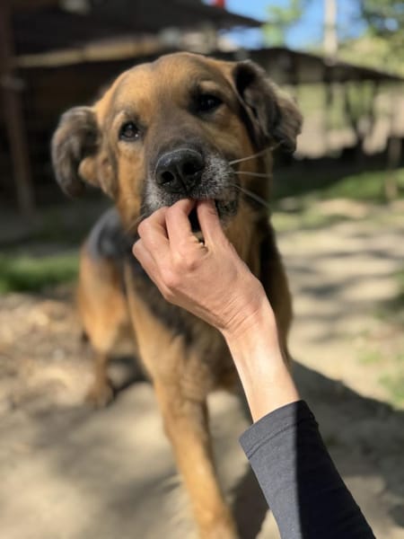 Hektor-Sensibler Deutscher Schäferhund-M
