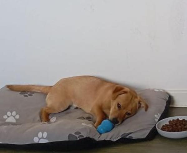 Rubin - der Kuschelkönig