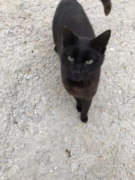 Lee, ein stolzer Kater