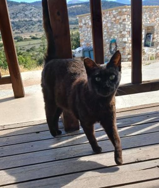 Lee, ein stolzer Kater