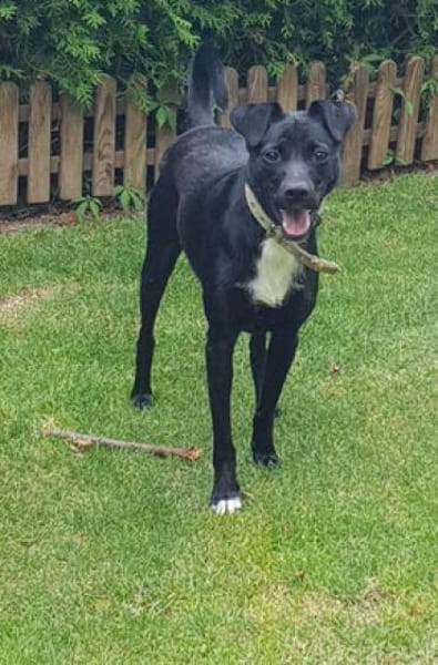 Levi träumt vom Körbchen mit Garten