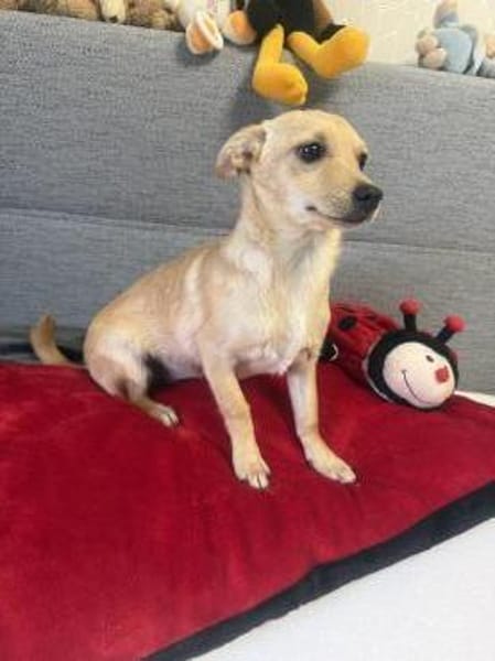 Chihuahua Pinscher Mix Mädchen Abby