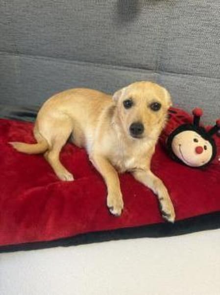 Chihuahua Pinscher Mix Mädchen Abby