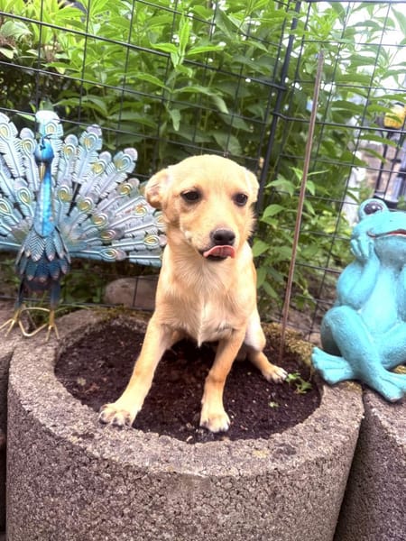 Chihuahua Pinscher Mix Mädchen Abby