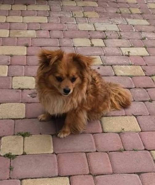 Chili, 5 Jahre alt, Couch potato
