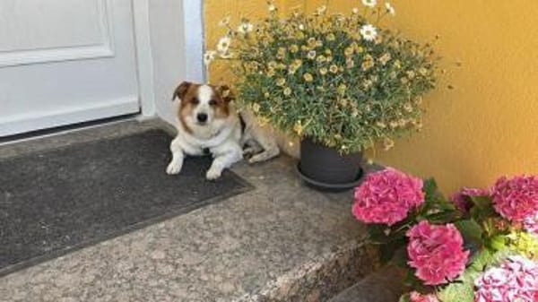 Kromfohrländer Mischling 6 Jahre alt