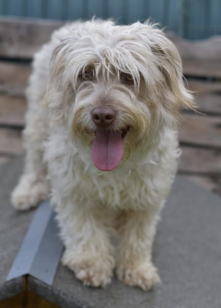 Kleine CHANEL  verträglich und lieb!