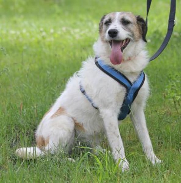 Willow ist ein fröhlicher Familienhund
