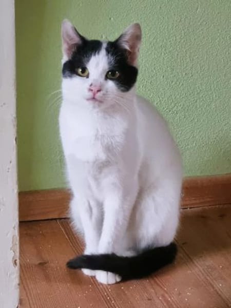 Süßes Katzenpärchen sucht seine Menschen