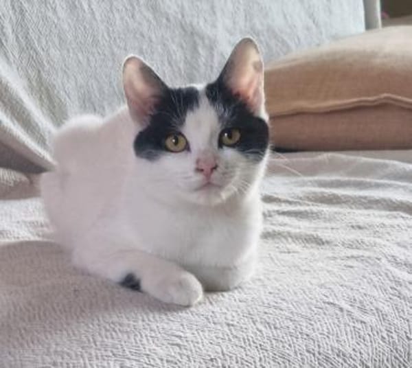 Süßes Katzenpärchen sucht seine Menschen
