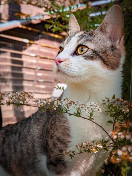 Kaya sucht ein neues Zuhause