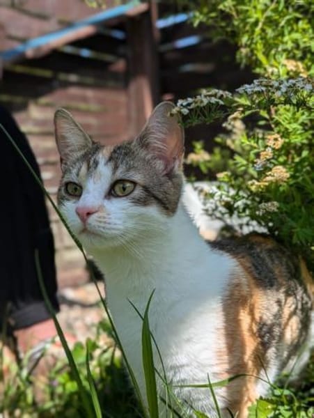 Kaya sucht ein neues Zuhause
