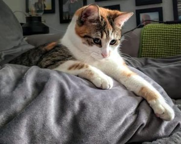 Kaya sucht ein neues Zuhause
