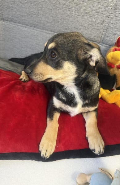 Dackelmix Rory einfach nur lieb