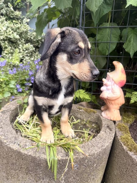 Dackelmix Rory einfach nur lieb