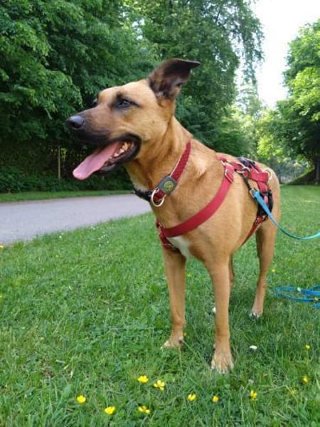 Lilly unser Schatz sucht ihr Zuhause