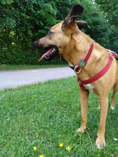 Lilly unser Schatz sucht ihr Zuhause