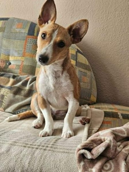 Janne ist eine aufgeschlossene Hundedame