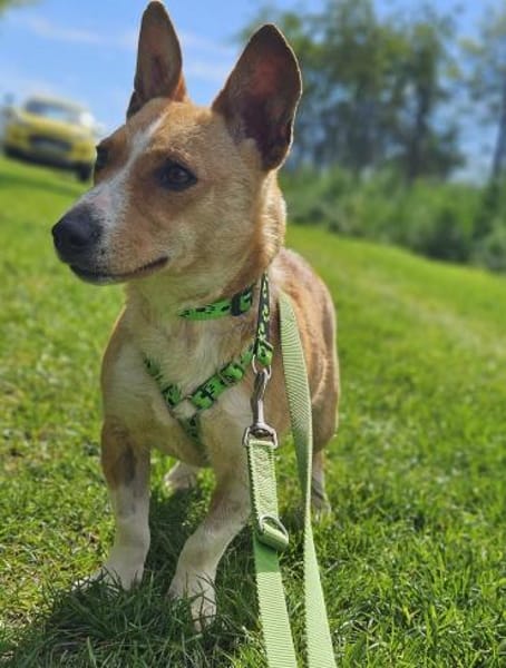 Janne ist eine aufgeschlossene Hundedame