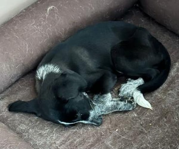 CHIBI, kleine Maus sucht großes Herz