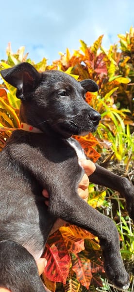 KELINA , chiot femelle Berger Créole