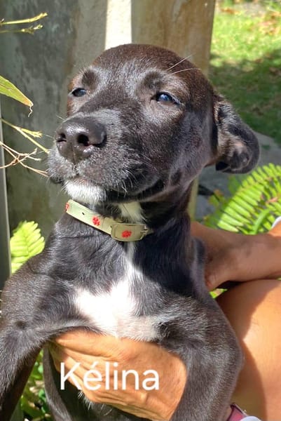 KELINA , chiot femelle Berger Créole