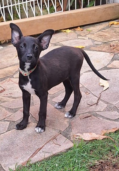 KELINA , chiot femelle Berger Créole
