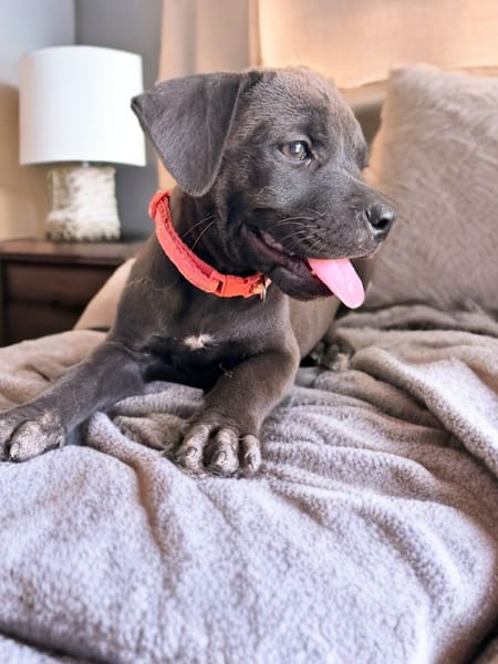 KIRA , chiot femelle Berger Créole