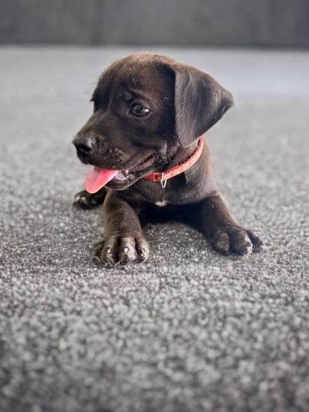 KIRA , chiot femelle Berger Créole