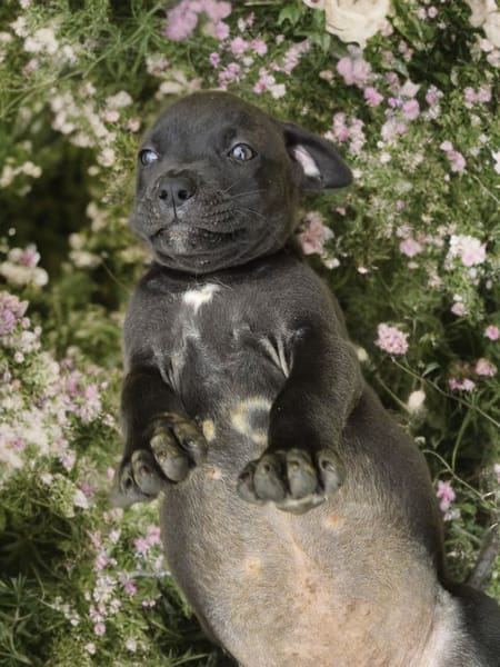 KIRA , chiot femelle Berger Créole