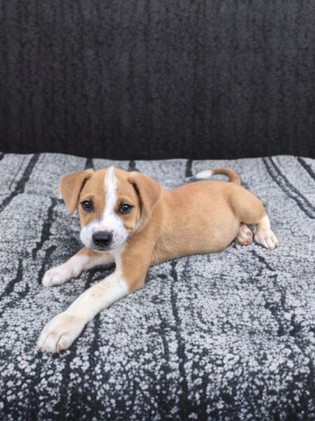 LETHIA , chiot femelle Berger Créole