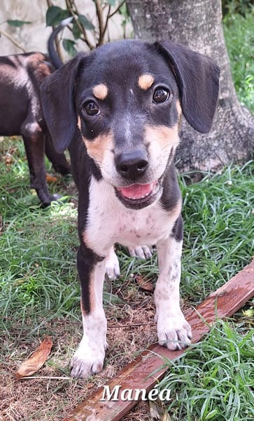 MANEA , chiot femelle Berger Créole