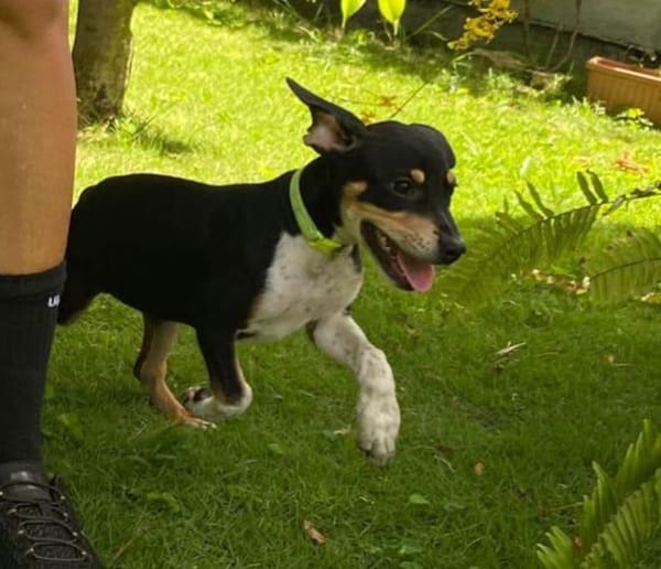MANEA , chiot femelle Berger Créole