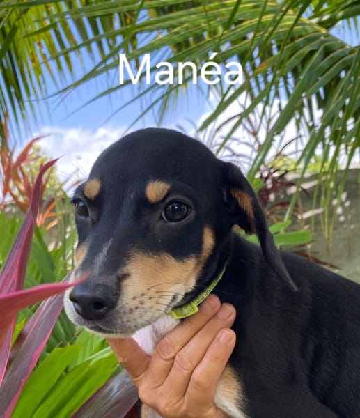 MANEA , chiot femelle Berger Créole