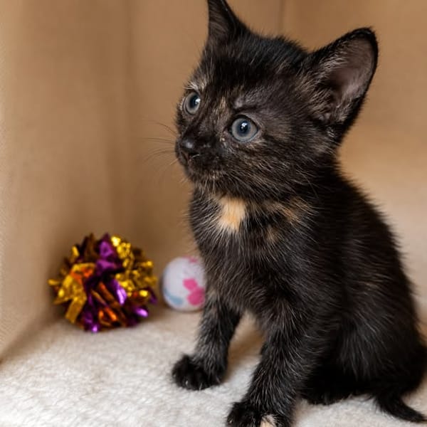 Arya