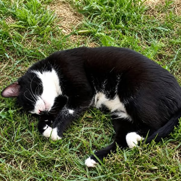 Minnie