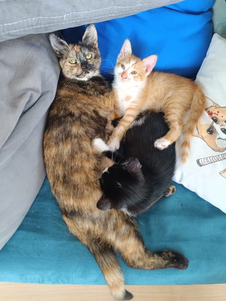 ZIBELINE / BIBELOT ET BRELOQUE SONT À ADOPTER ENSEMBLE