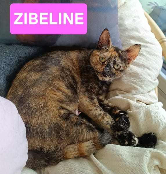ZIBELINE / BIBELOT ET BRELOQUE SONT À ADOPTER ENSEMBLE